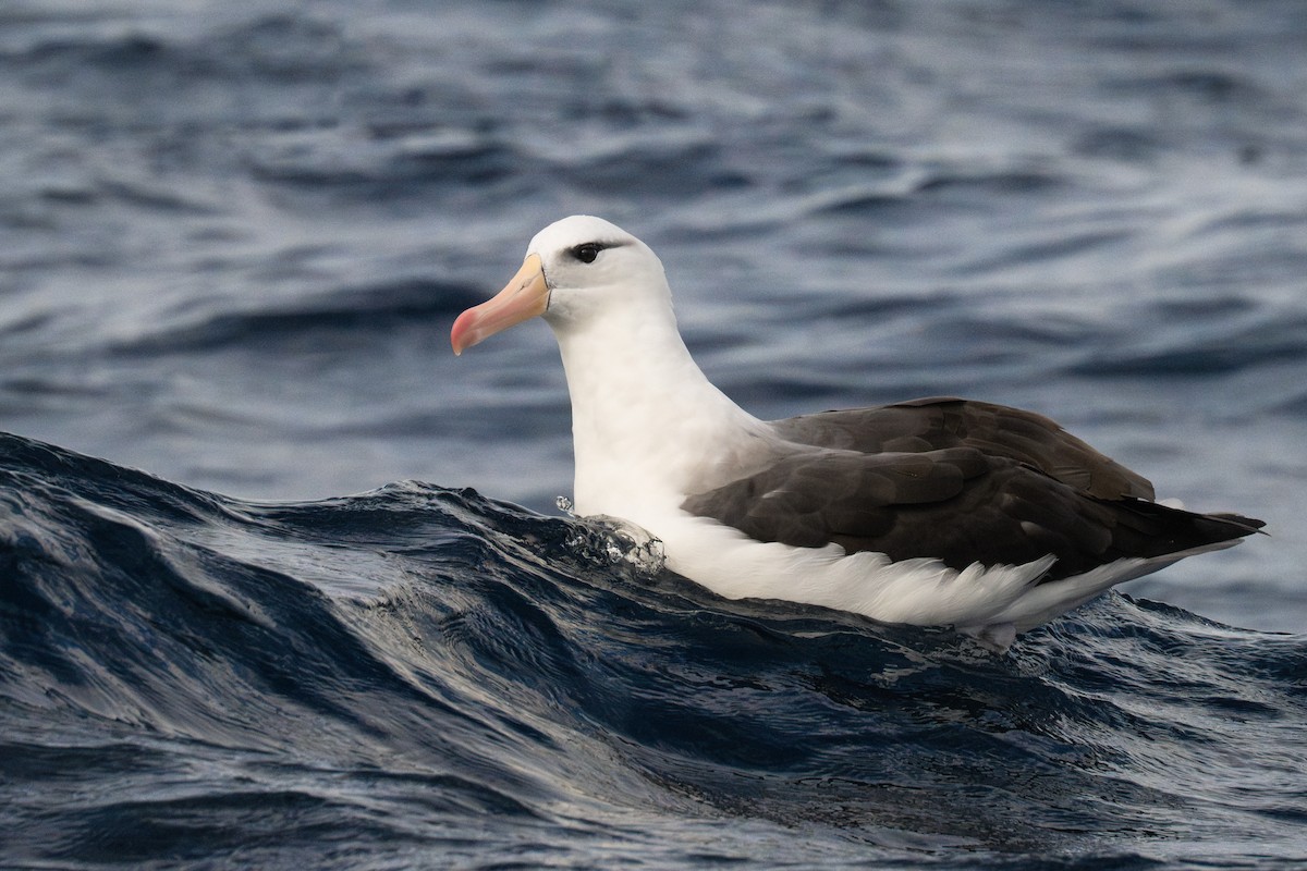 Black-browed Albatross (Black-browed) - ML595599371