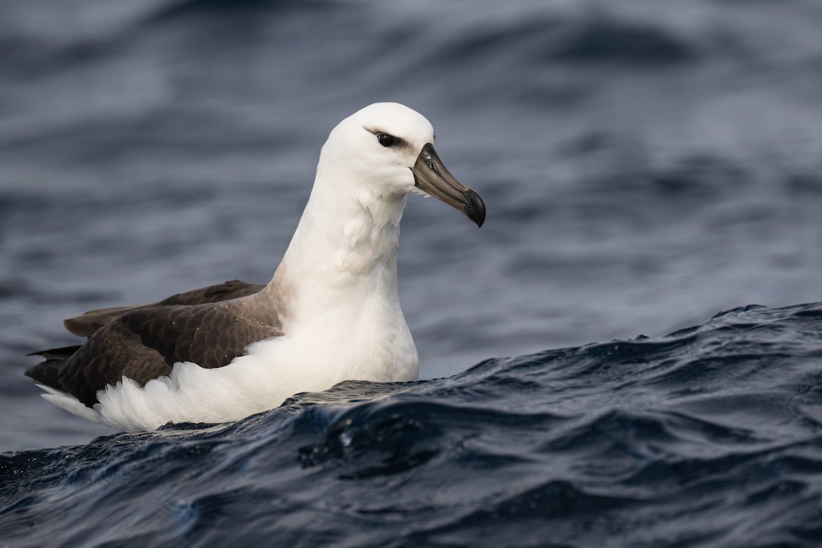 Black-browed Albatross (Black-browed) - ML595599401
