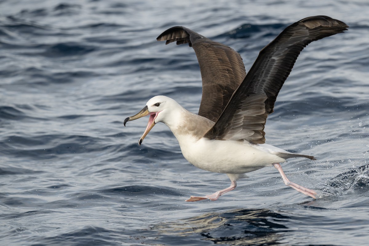 Black-browed Albatross (Black-browed) - ML595599411