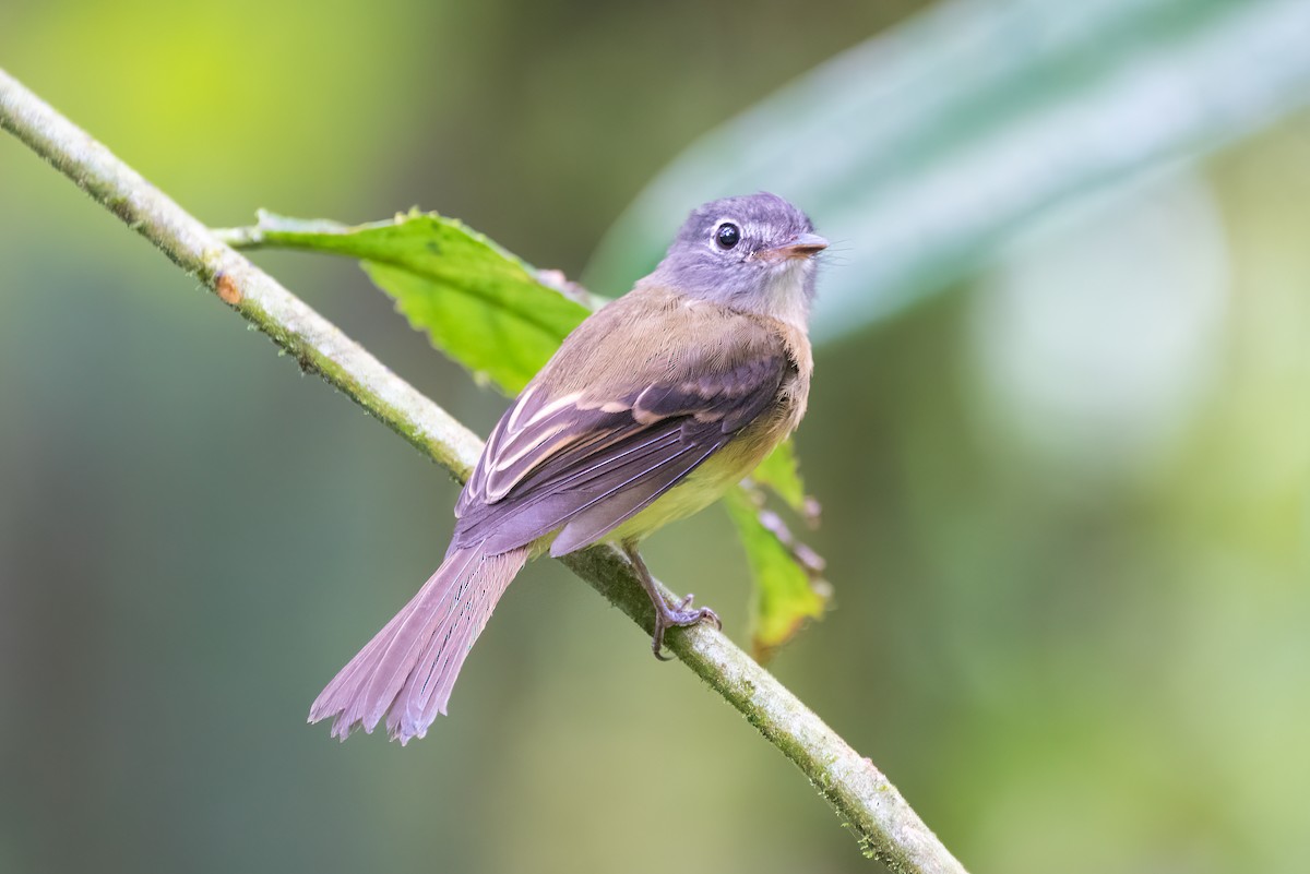 Tawny-chested Flycatcher - Kevin Pero