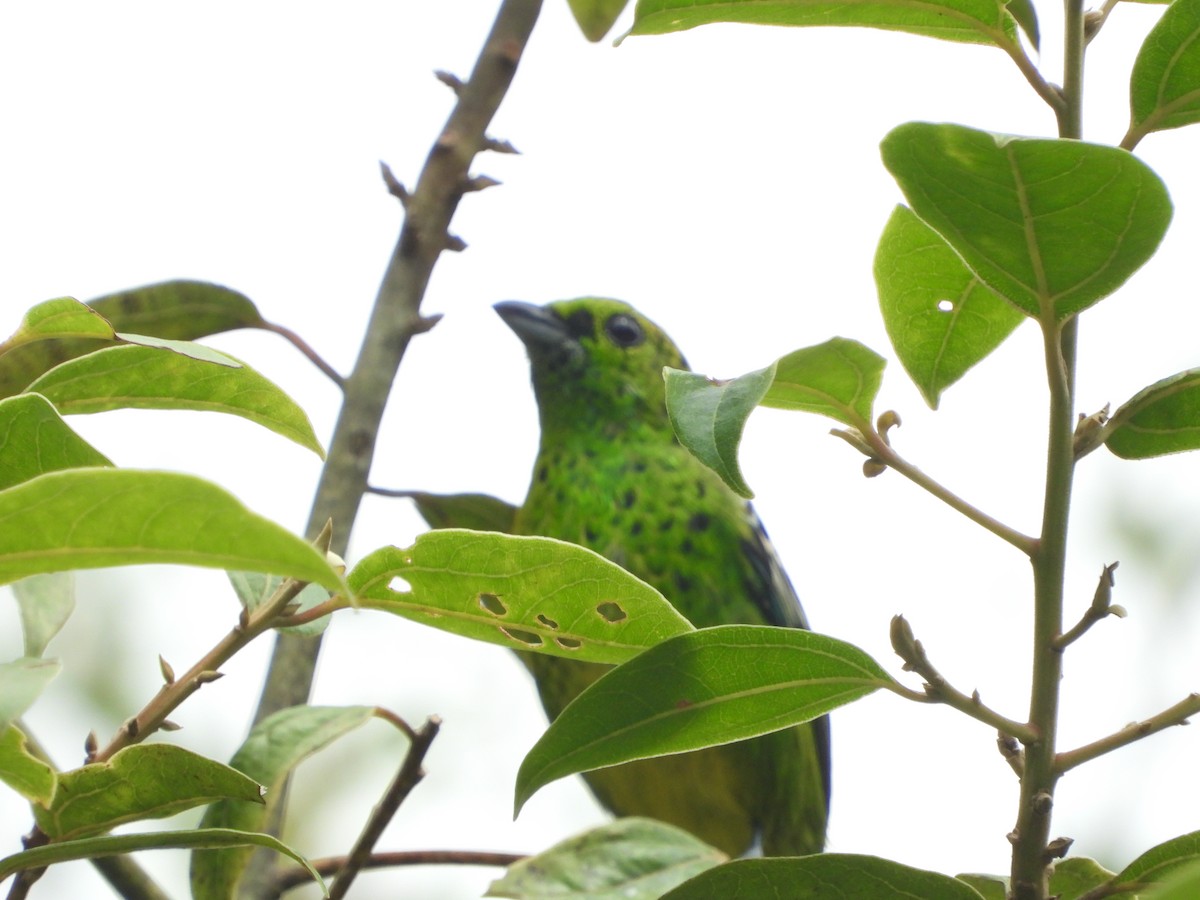 Yellow-bellied Tanager - ML595600941