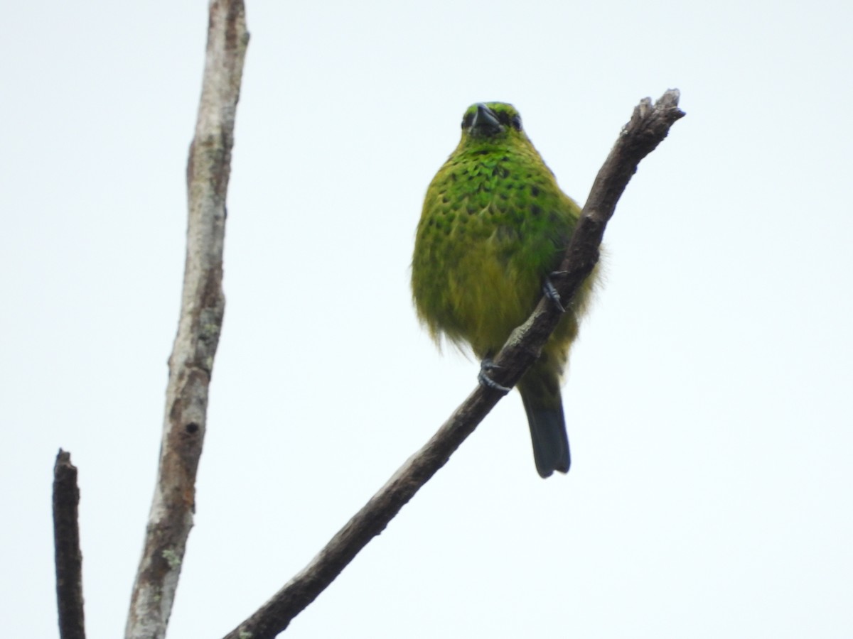 Yellow-bellied Tanager - ML595600951