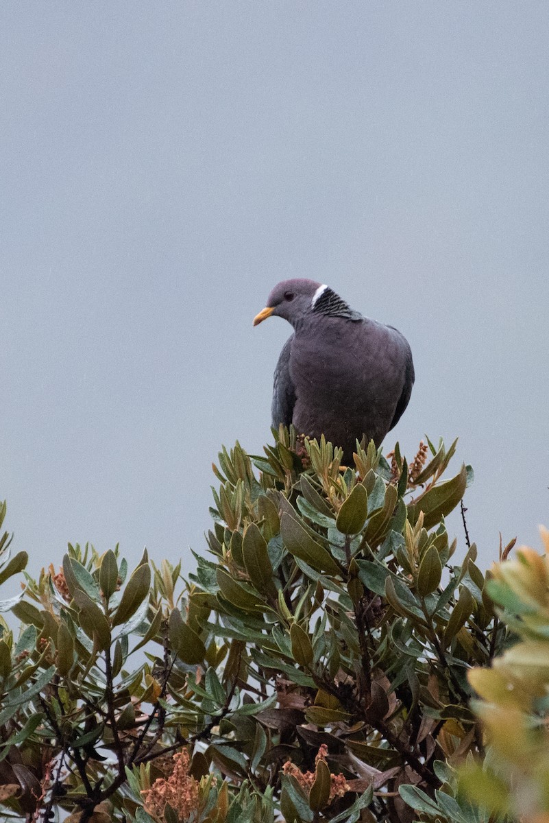Band-tailed Pigeon - Kevin Pero