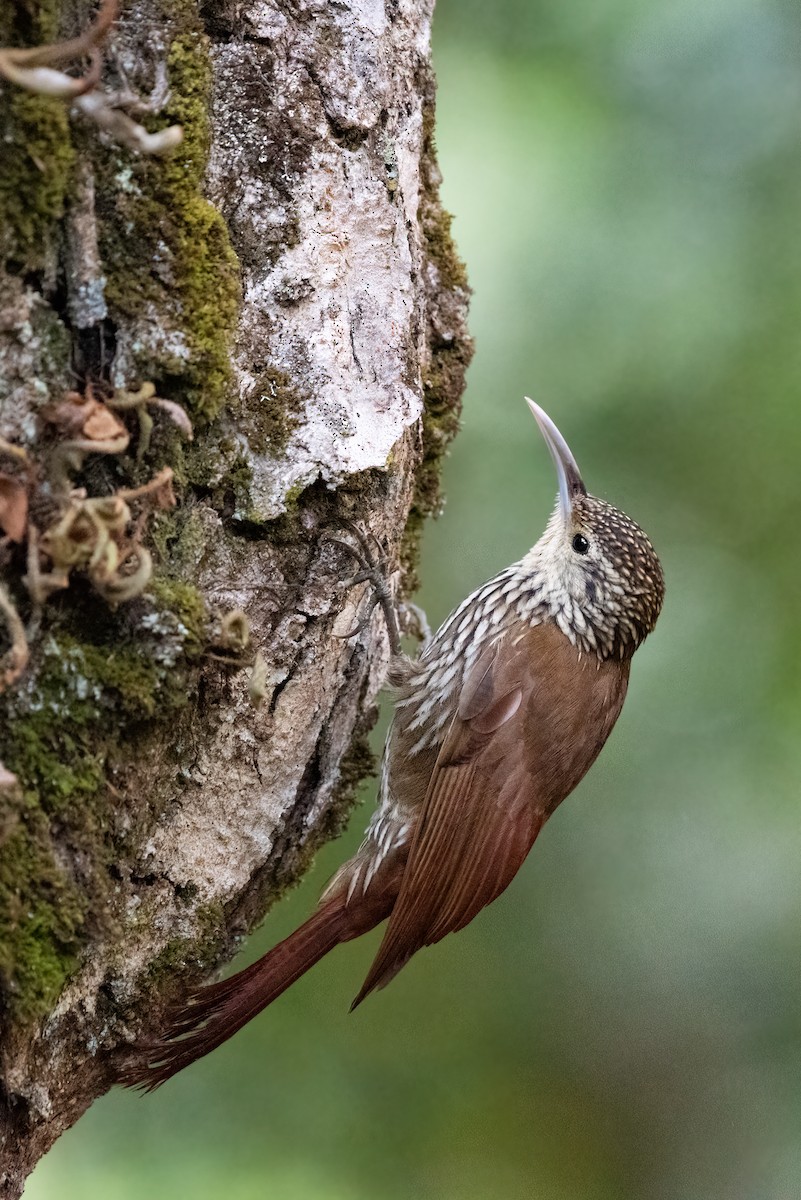 Spot-crowned Woodcreeper - Kevin Pero