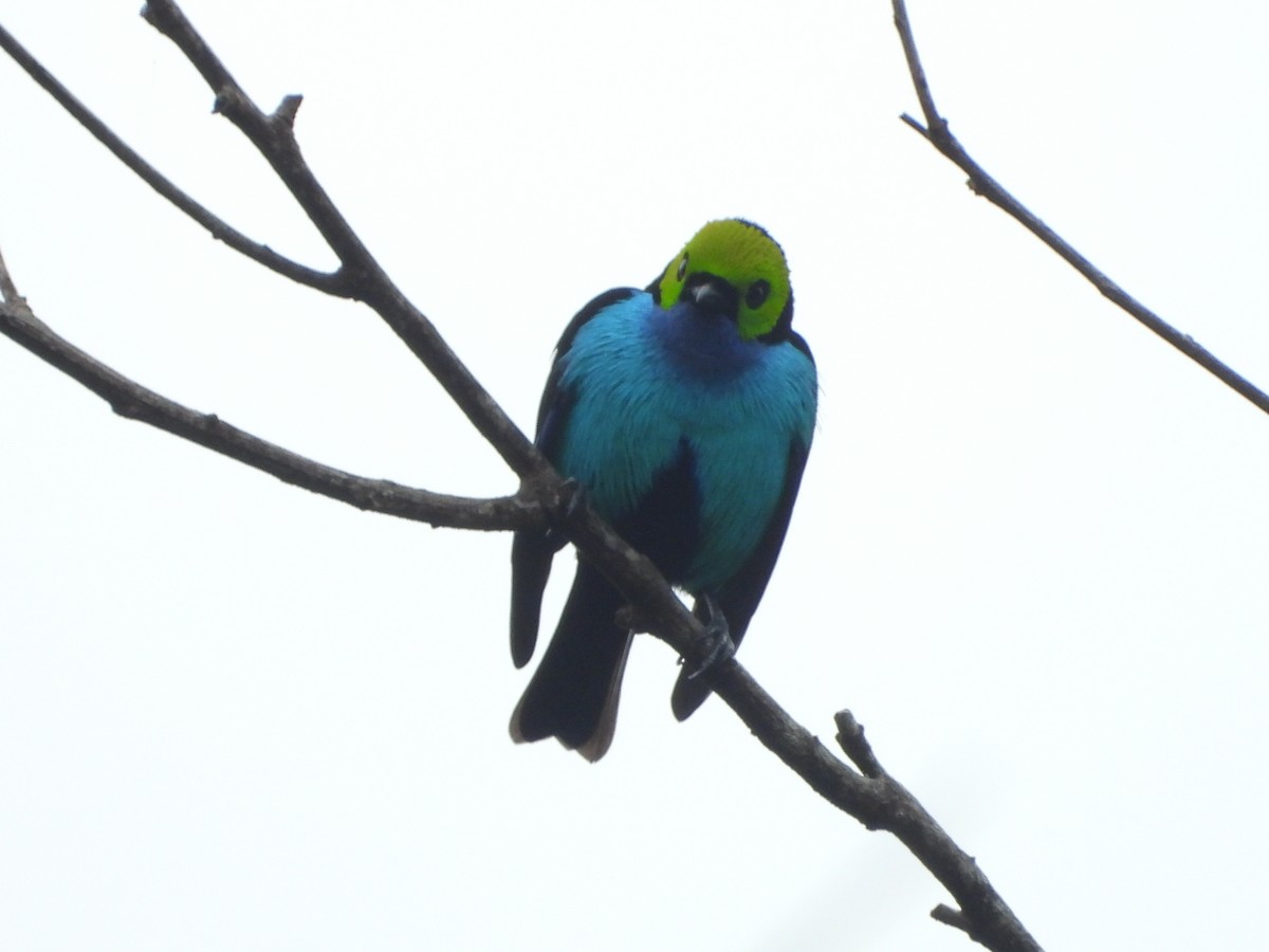 Paradise Tanager - ML595602771