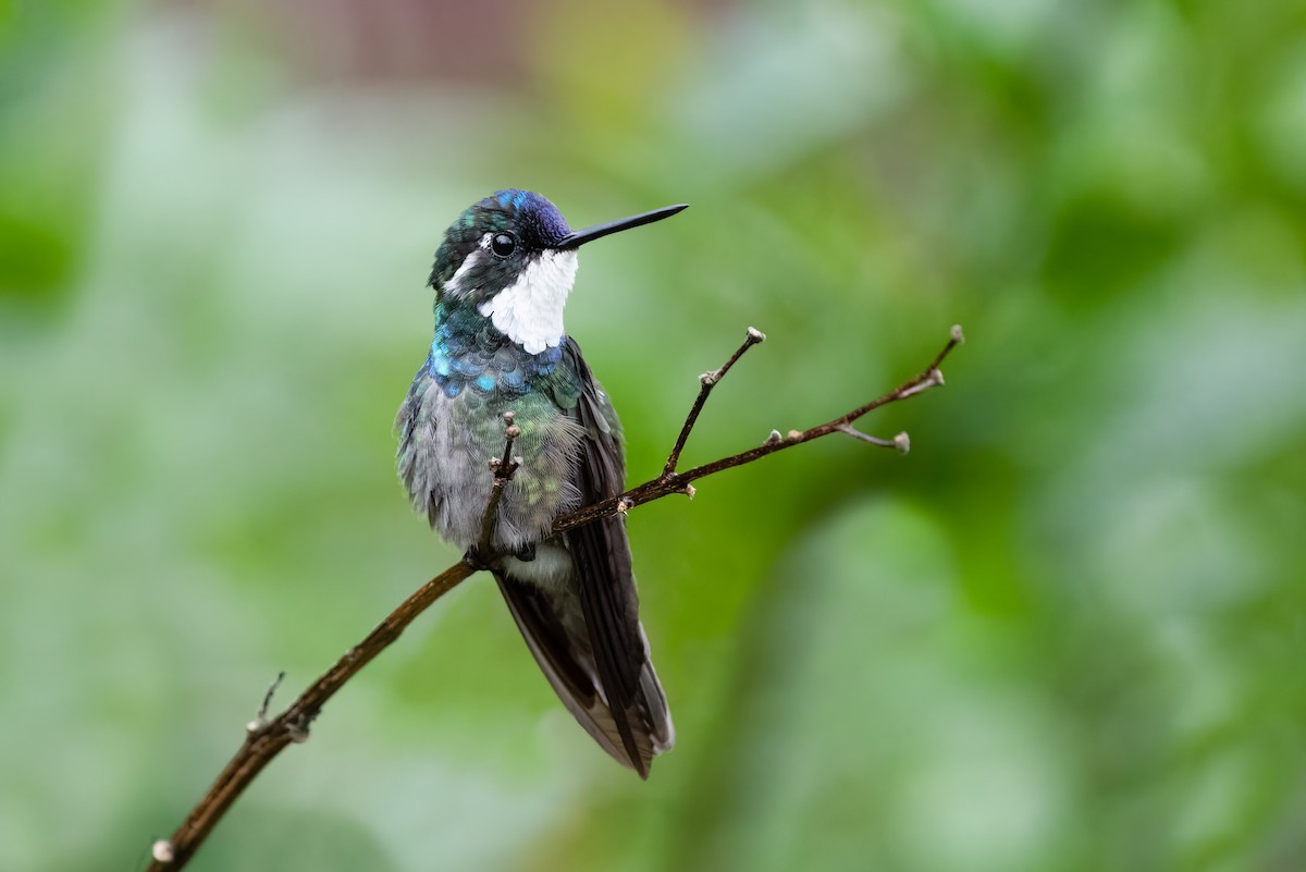 White-throated Mountain-gem - Kevin Pero