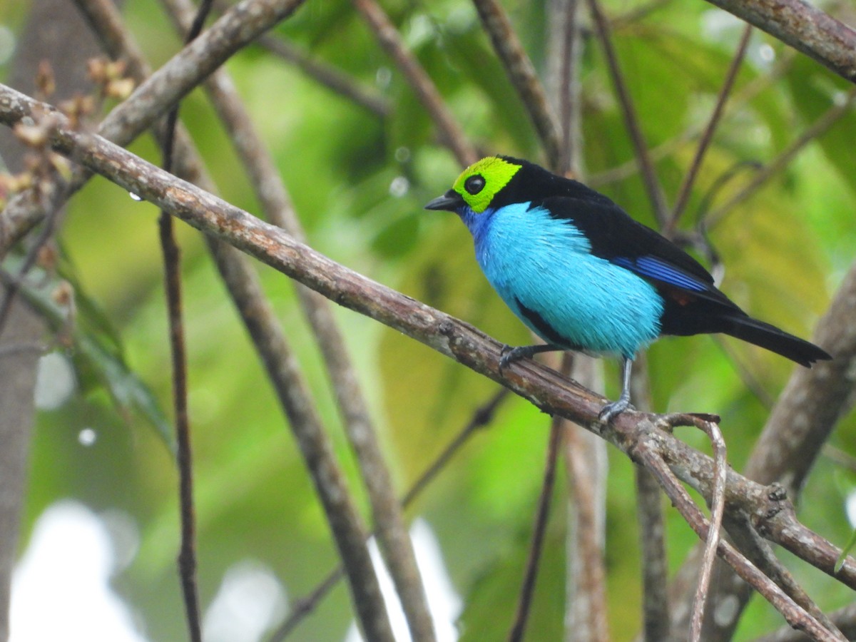 Paradise Tanager - ML595603251