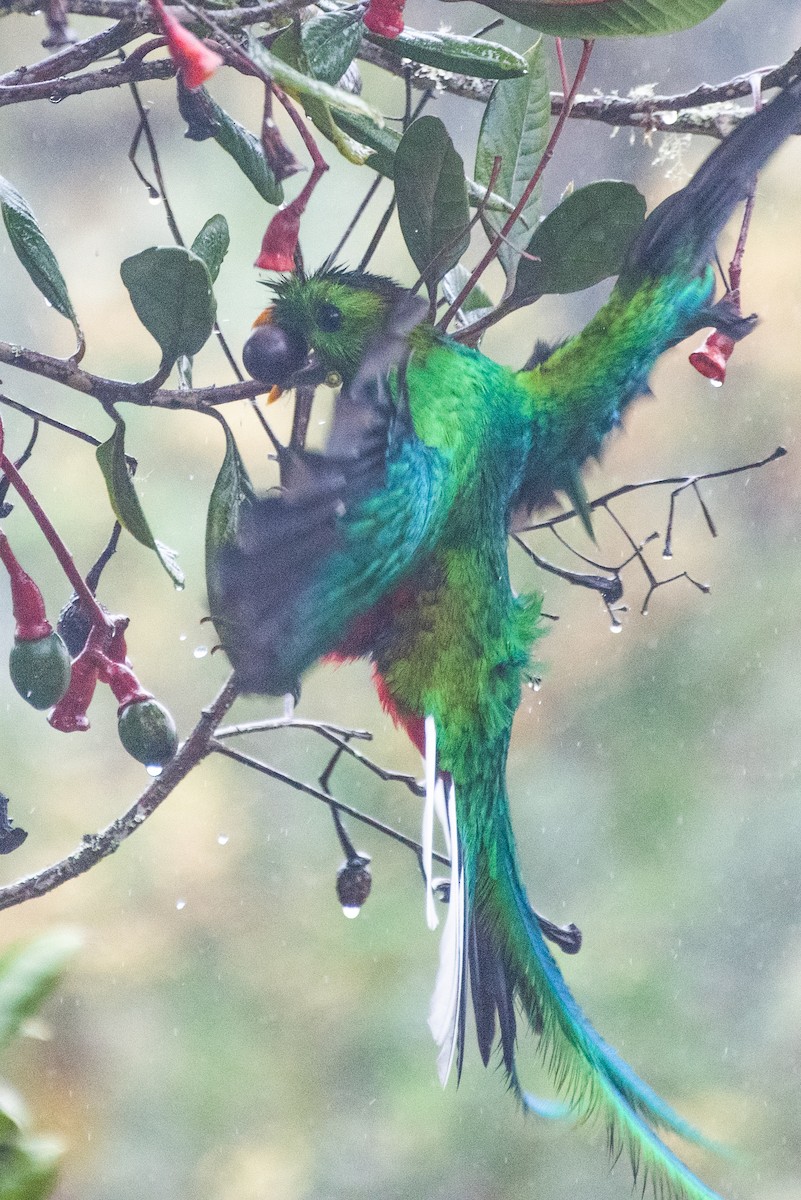 Quetzal resplendissant - ML595603661