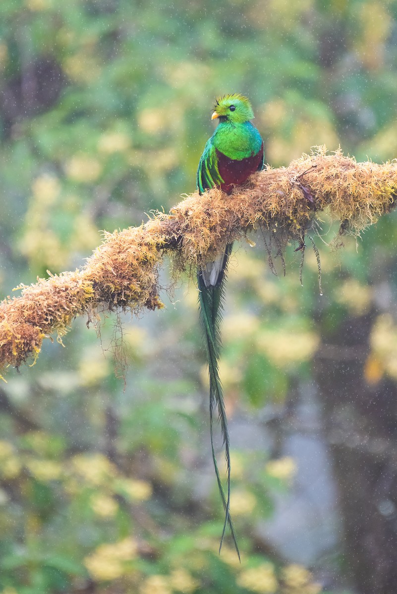 Quetzal Guatemalteco - ML595603691