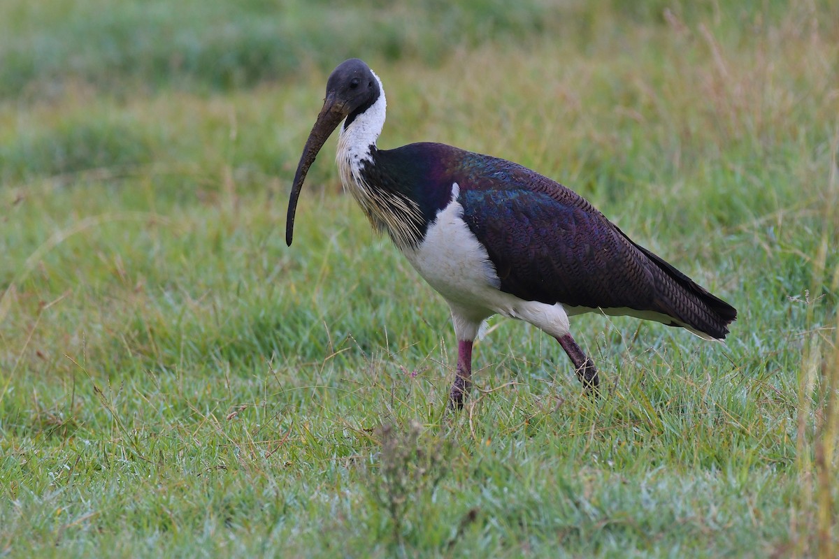 ibis slámokrký - ML59560461