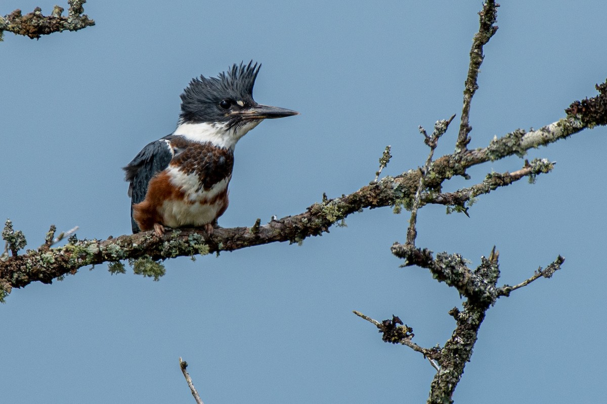 Belted Kingfisher - ML595605841