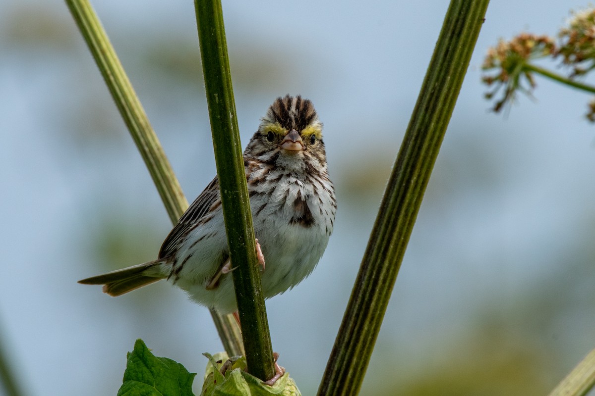 Savannah Sparrow - ML595607621