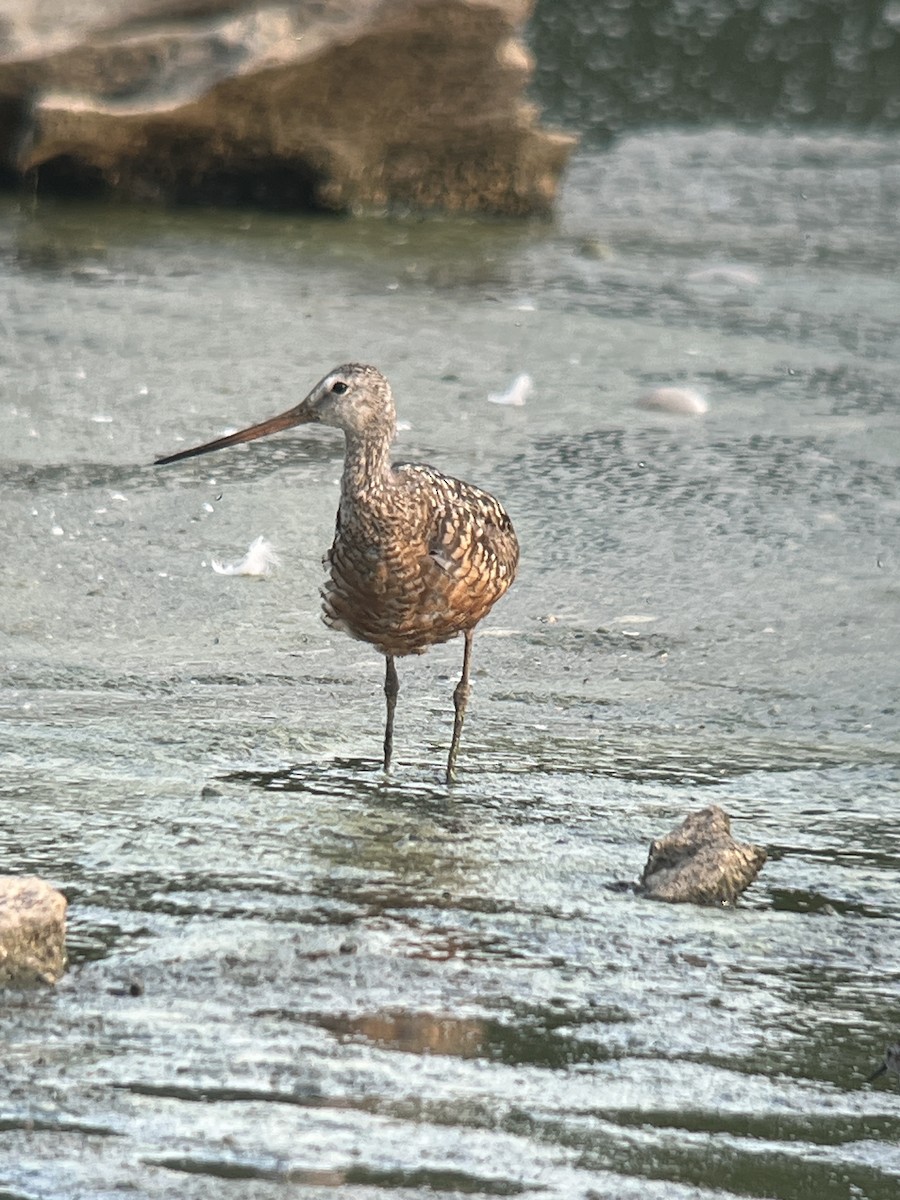 Ebird Checklist Jul Middle Creek Wma Iba Lancaster Co Species