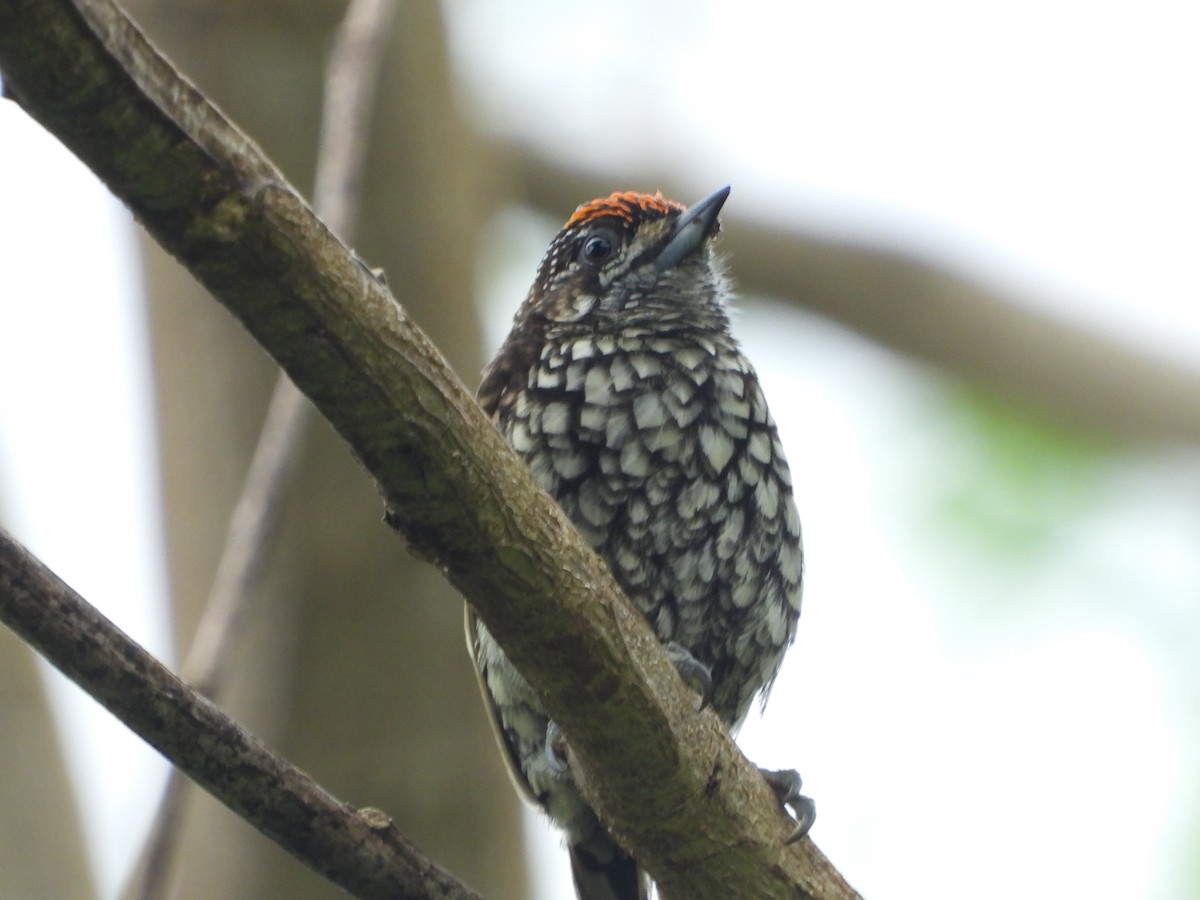 Scaled Piculet - ML595611631