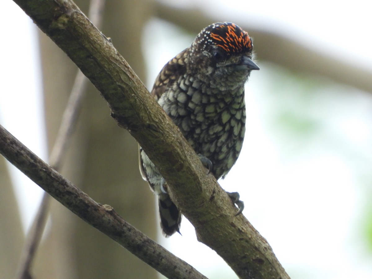 Scaled Piculet - ML595611641