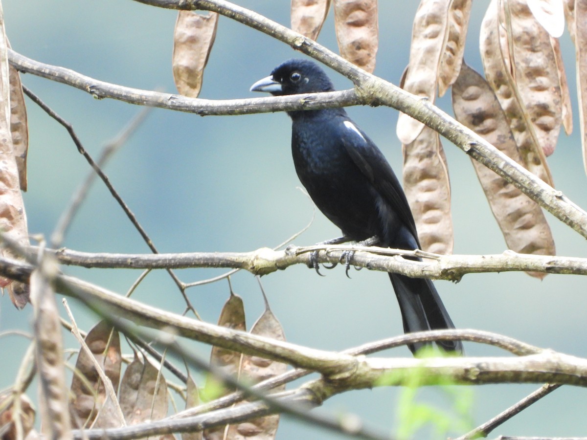White-lined Tanager - ML595612021