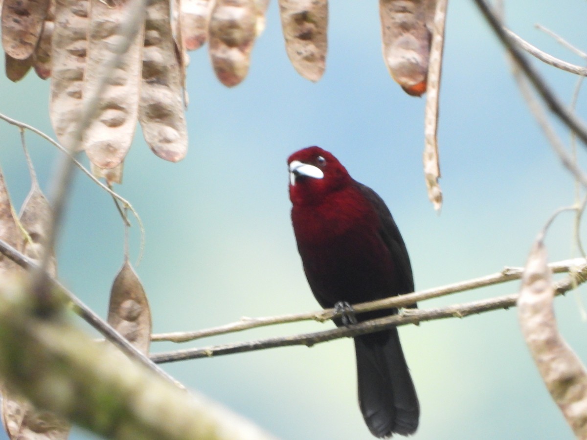 Silver-beaked Tanager - ML595612131