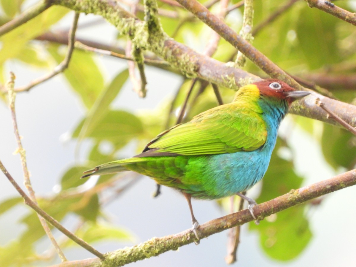 Bay-headed Tanager - ML595612271