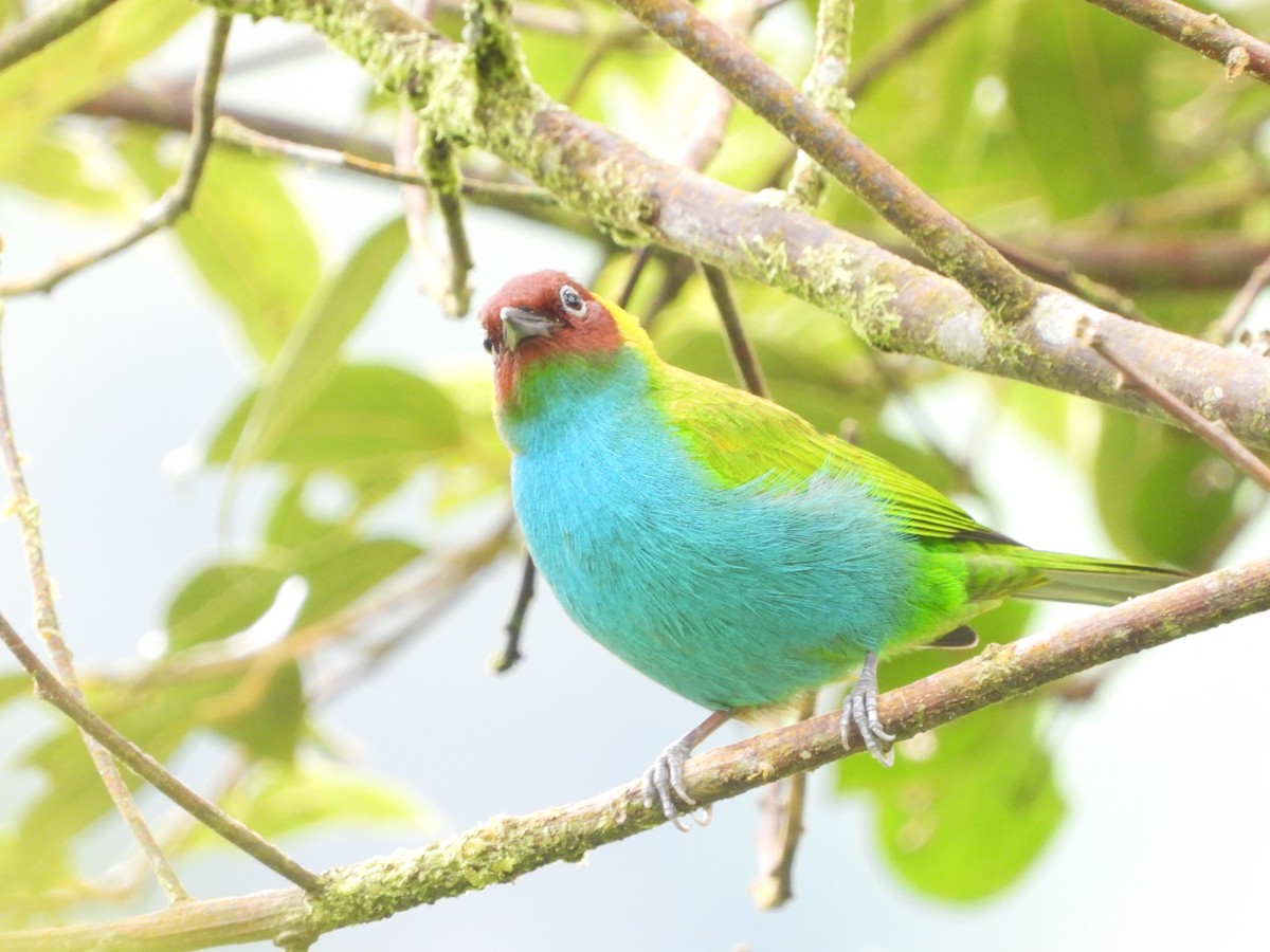 Bay-headed Tanager - ML595612281