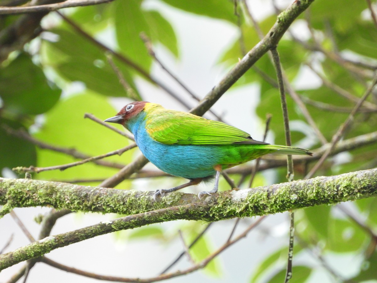 Bay-headed Tanager - ML595612291