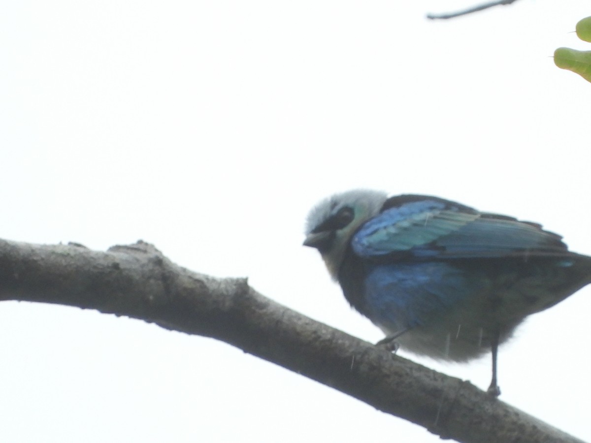 Masked Tanager - ML595613221