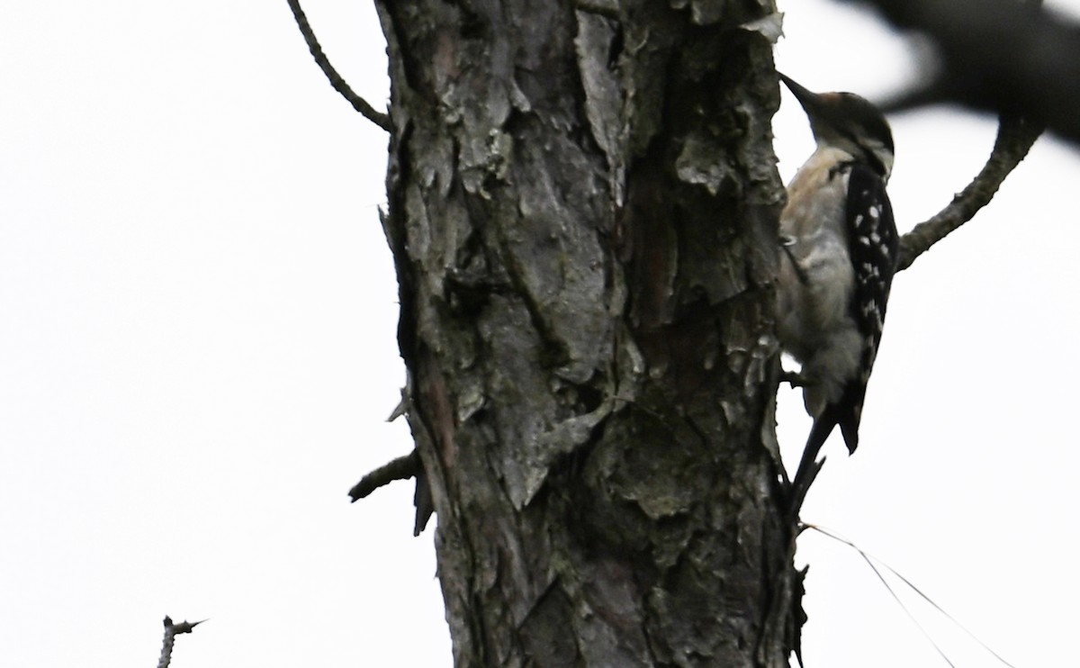 Hairy Woodpecker (Eastern) - ML595618061