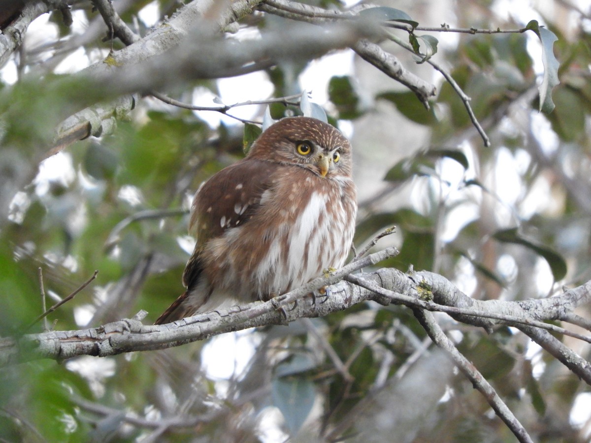 Ferruginous Pygmy-Owl - ML595618331