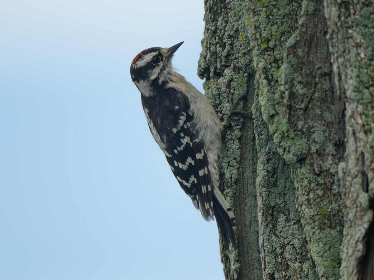 Downy Woodpecker - ML595622111