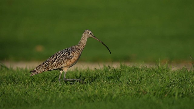 Long-billed Curlew - ML595626821