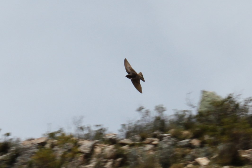 Andean Swallow - ML595626941
