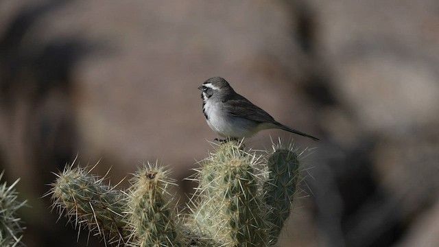 Black-throated Sparrow - ML595628291