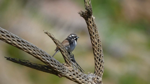 Black-throated Sparrow - ML595628311