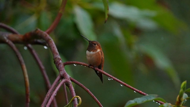 Rufous Hummingbird - ML595629791