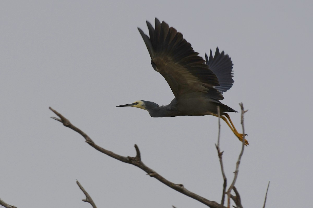 White-faced Heron - Terence Alexander