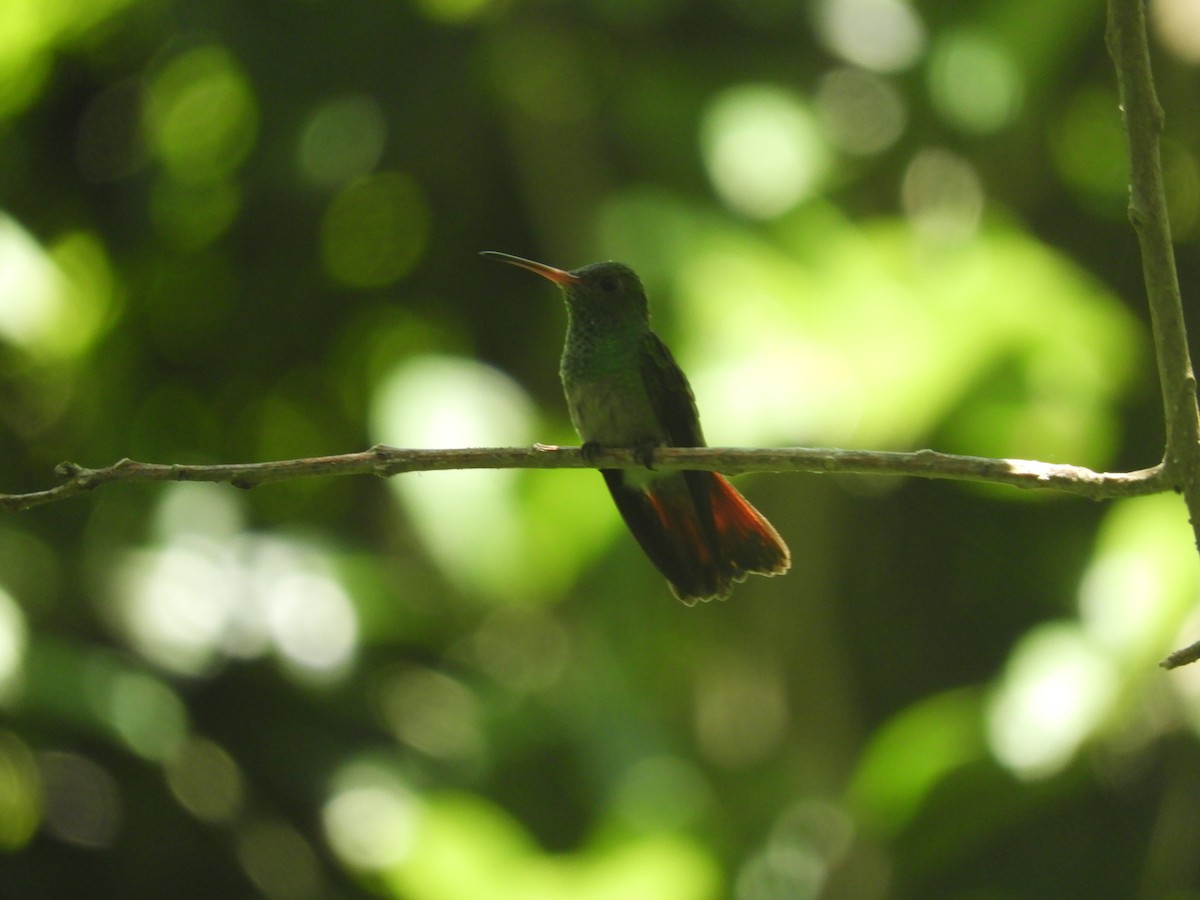 Rufous-tailed Hummingbird - ML595630991
