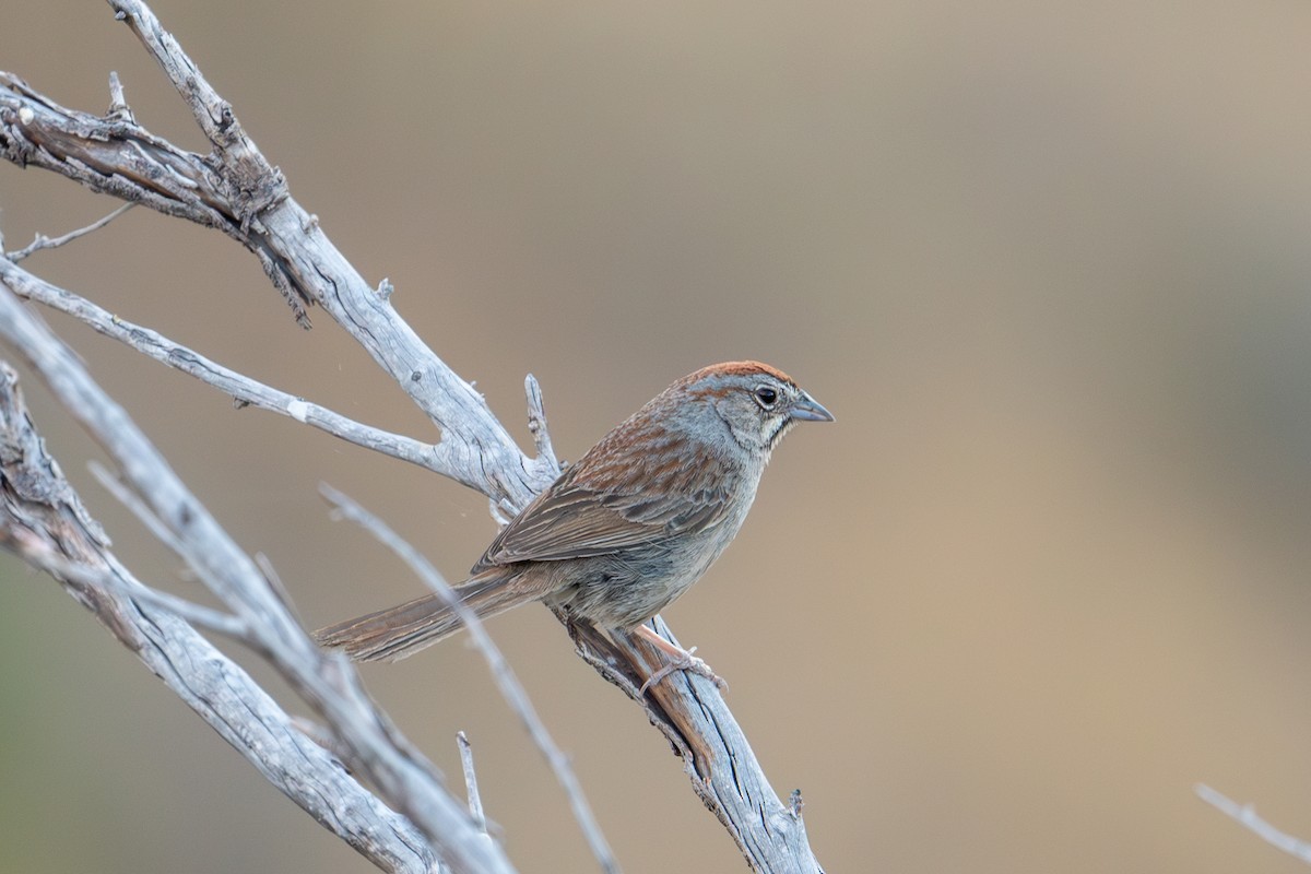 Rufous-crowned Sparrow - Kyle Matera