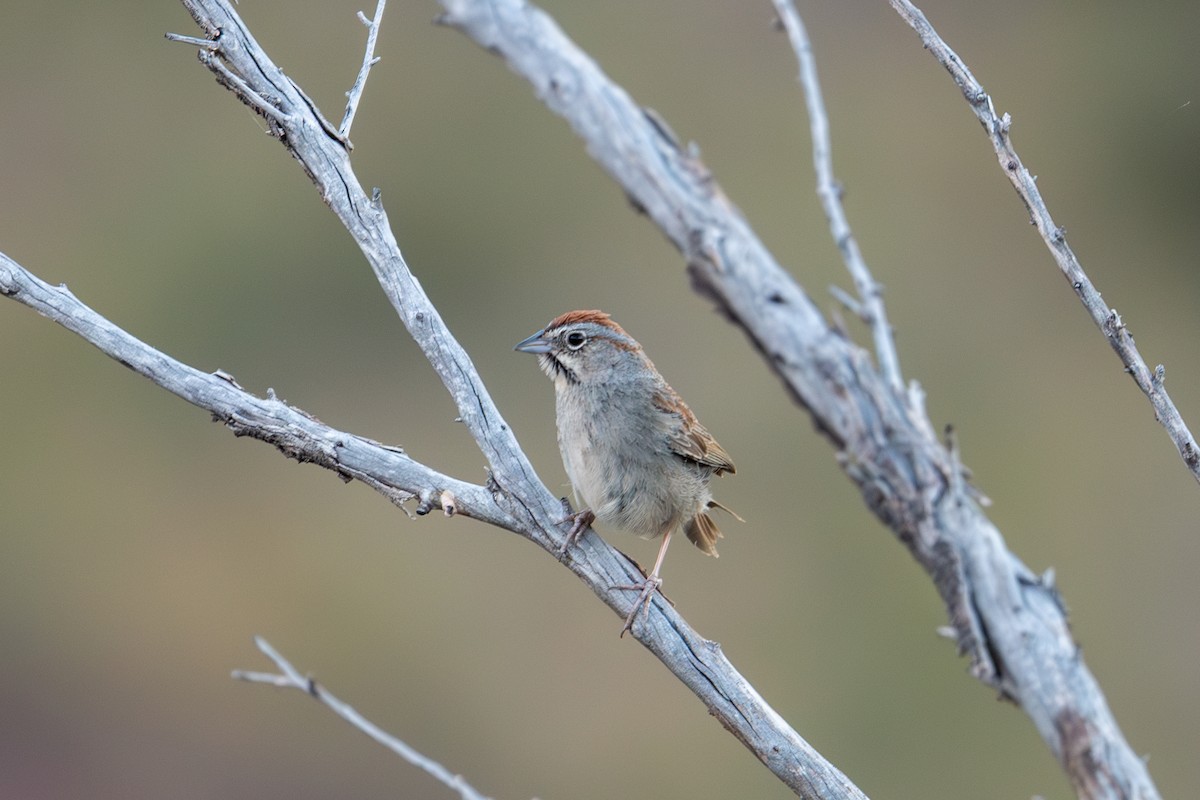 Rufous-crowned Sparrow - Kyle Matera