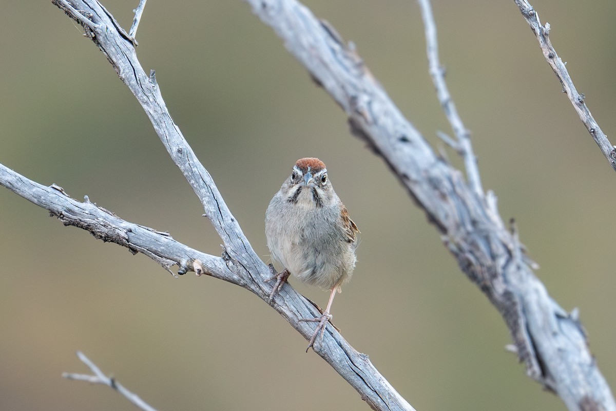 Rufous-crowned Sparrow - ML595636071