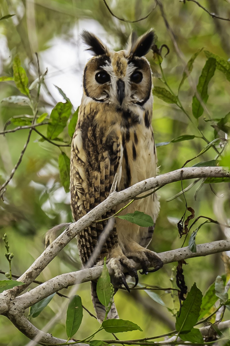 Striped Owl - ML595637071