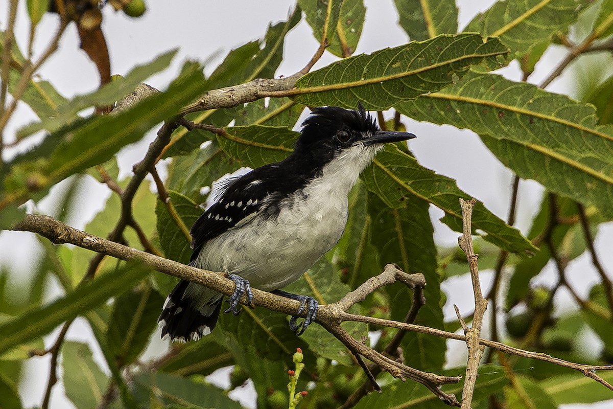 Black-and-white Antbird - ML595637471