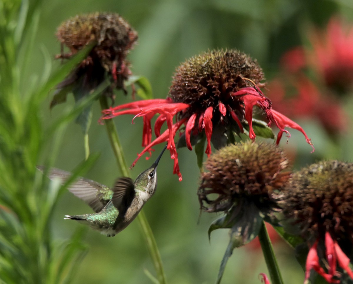Ruby-throated Hummingbird - Derek Stoner