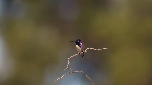 Costa's Hummingbird - ML595640101
