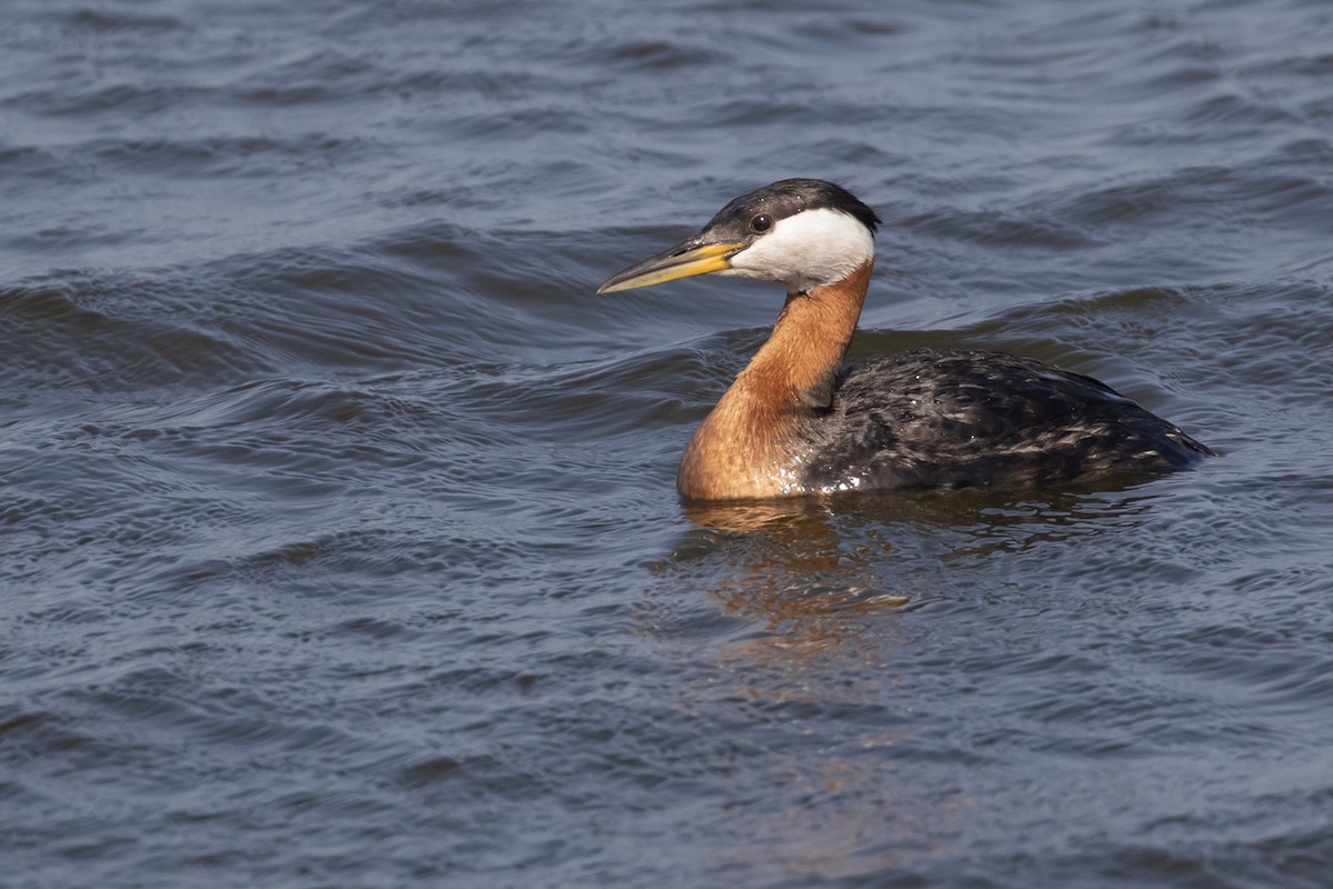 Red-necked Grebe - ML595650621