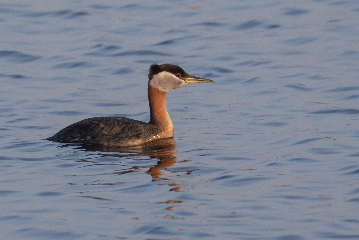 Red-necked Grebe - ML595650641