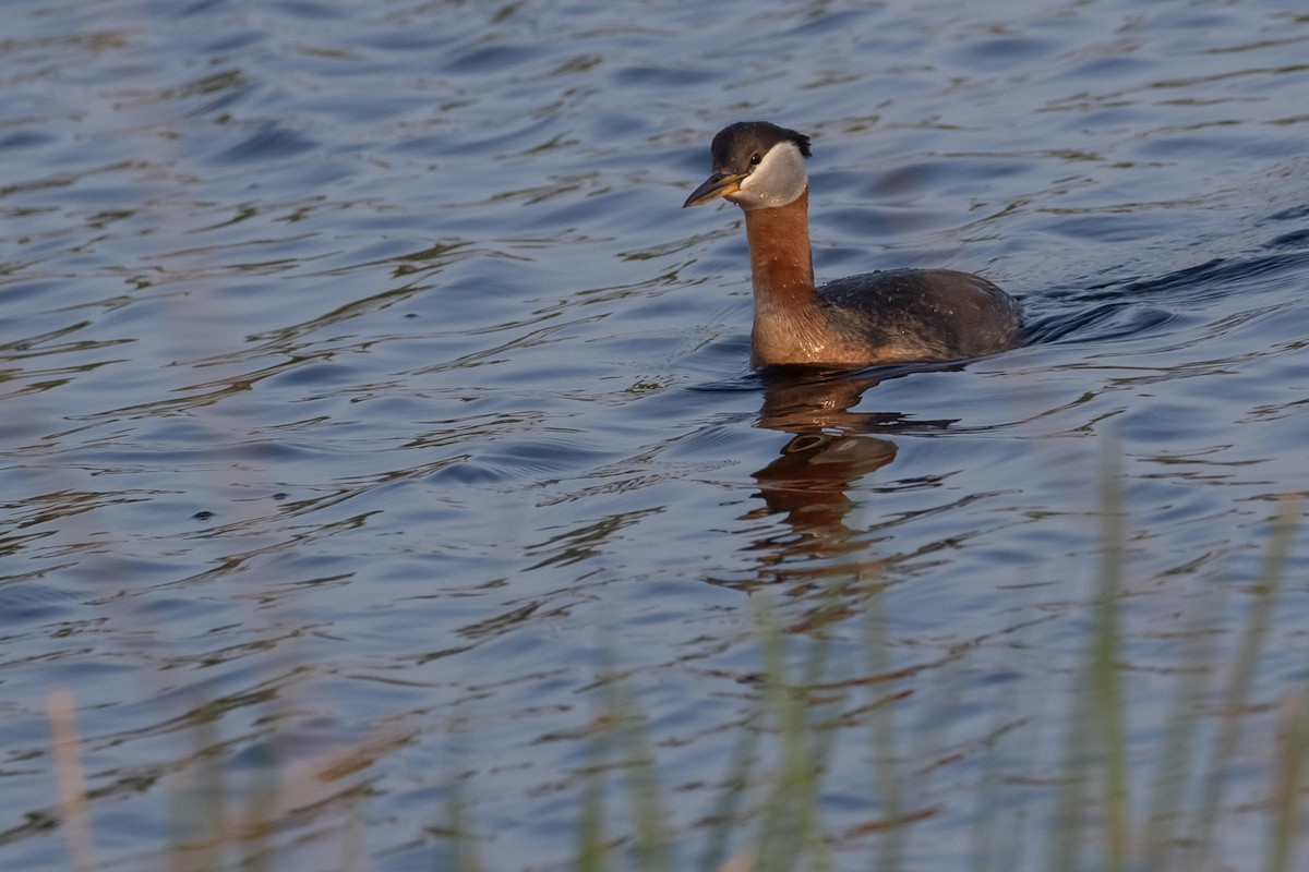 Red-necked Grebe - ML595650651