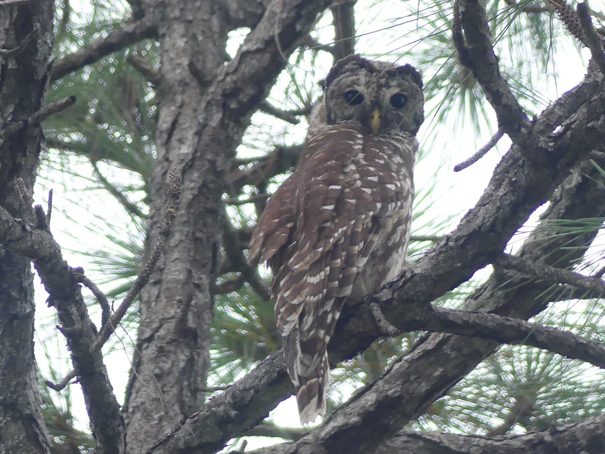 Barred Owl - ML595652241