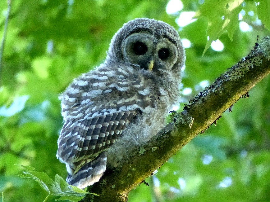 Barred Owl - Aziza Cooper