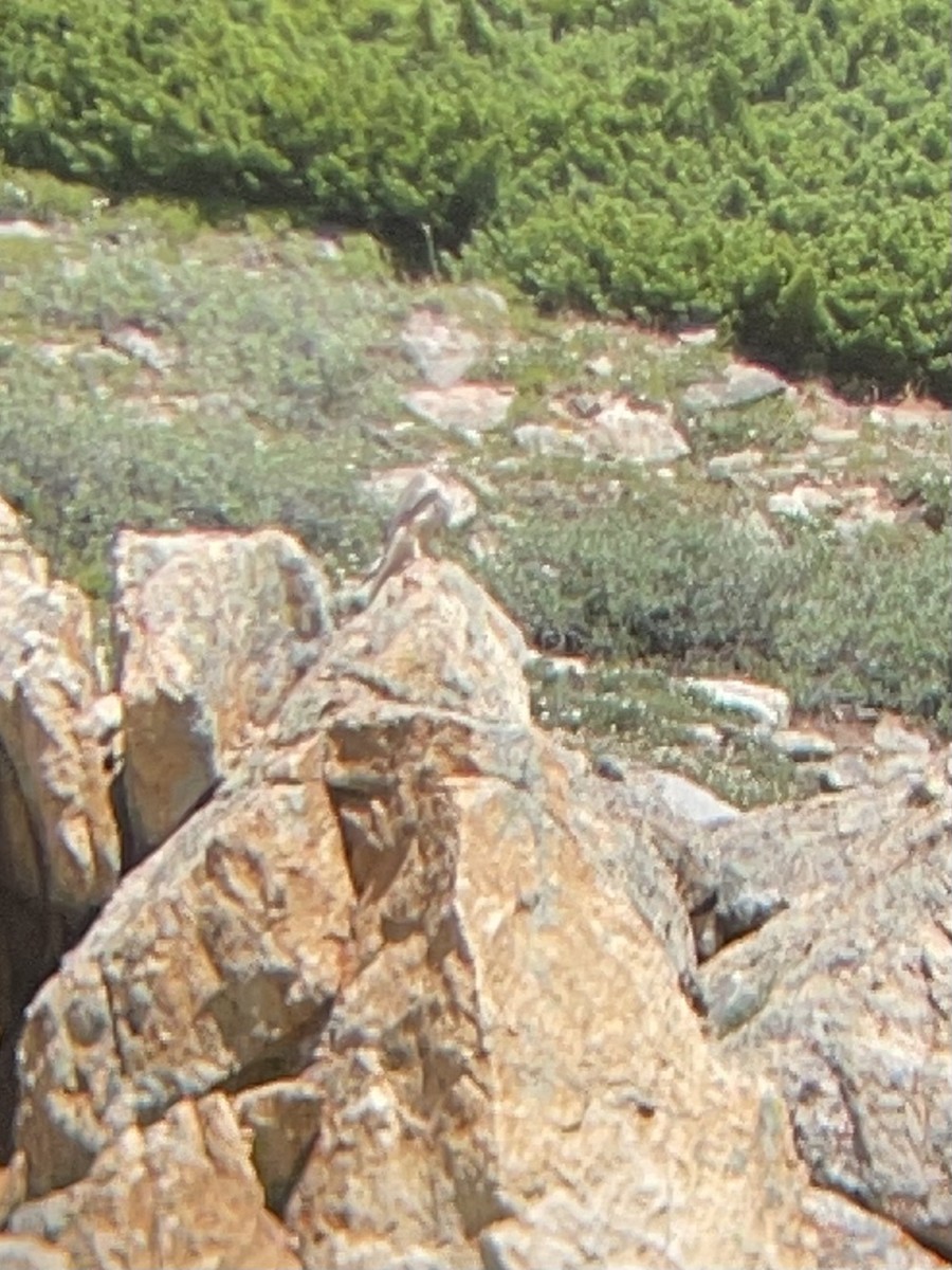 Prairie Falcon - ML595652791