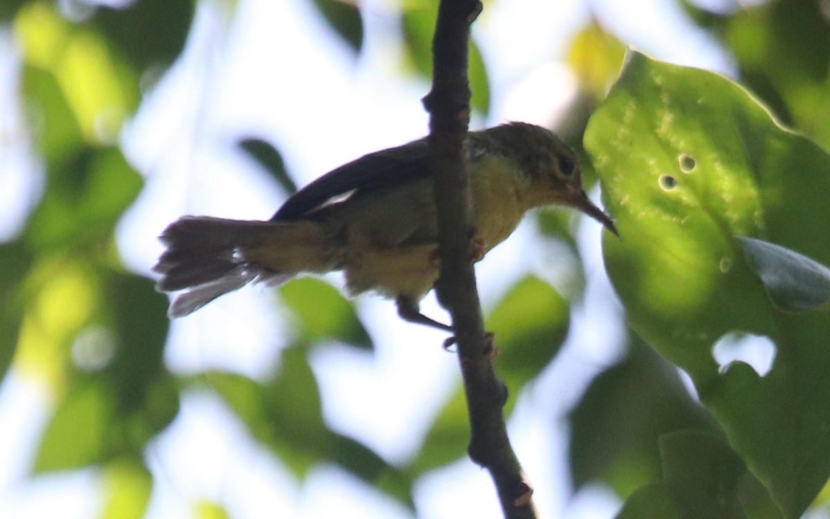 Brown-throated Sunbird - ML595656931