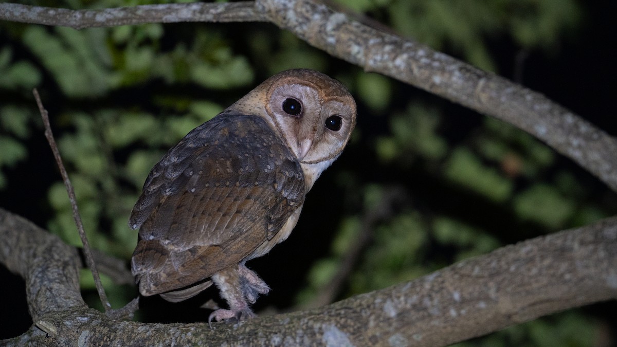 Andaman Masked-Owl - ML595657181